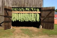 curing tobacco